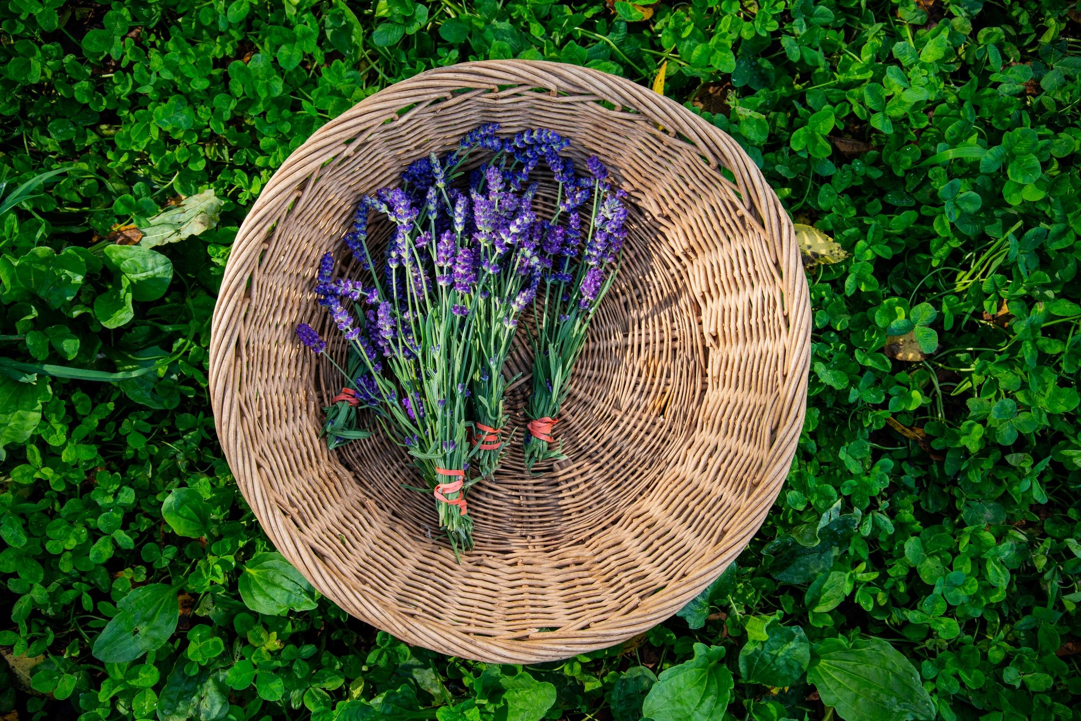 Basket of freshly picked lavender