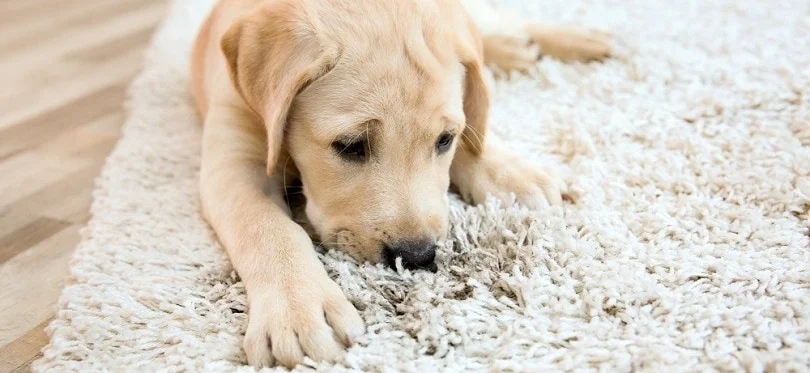 puppy-on-dirty-rug-_Africa-studio_shutterstockk-ezgifcom-jpg-to-webp-converter-e1767449471300 - Gohari Oriental Rugs Service